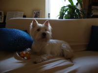 Immagine Westie