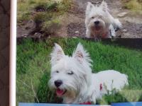 Immagine Westie