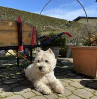 Immagine Westie