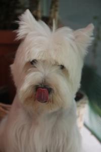 Immagine Westie