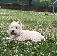 Immagine Westie