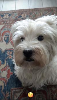 Immagine Westie