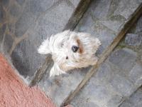 Immagine Westie