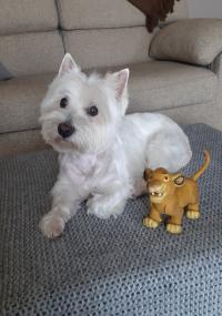 Immagine Westie