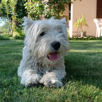 Immagine Westie
