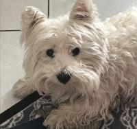 Immagine Westie