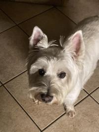 Immagine Westie