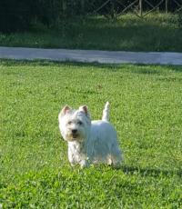Immagine Westie