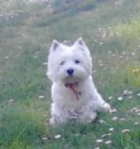 Immagine Westie