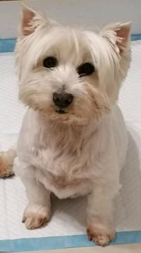 Immagine Westie