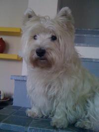 Immagine Westie