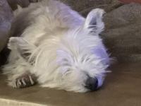 Immagine Westie