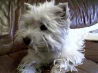 Immagine Westie