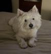 Immagine Westie