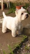 Immagine Westie
