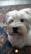 Immagine Westie