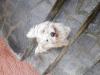 Immagine Westie