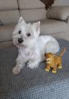 Immagine Westie