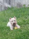 Immagine Westie