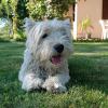 Immagine Westie