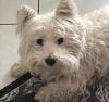 Immagine Westie