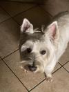 Immagine Westie