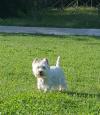 Immagine Westie