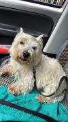 Immagine Westie