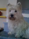 Immagine Westie