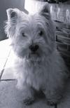 Immagine Westie