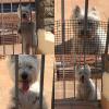 Immagine Westie