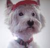Immagine Westie