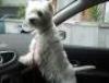 Immagine Westie