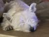 Immagine Westie