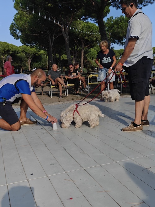Foto del XVII Raduno Nazionale Westy