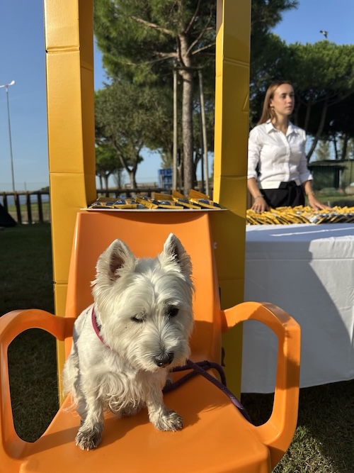 Foto del XVII Raduno Nazionale Westy