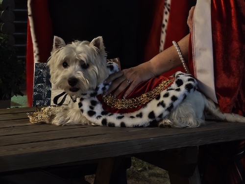 Foto del XVII Raduno Nazionale Westy