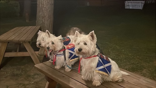 Foto del XVII Raduno Nazionale Westy