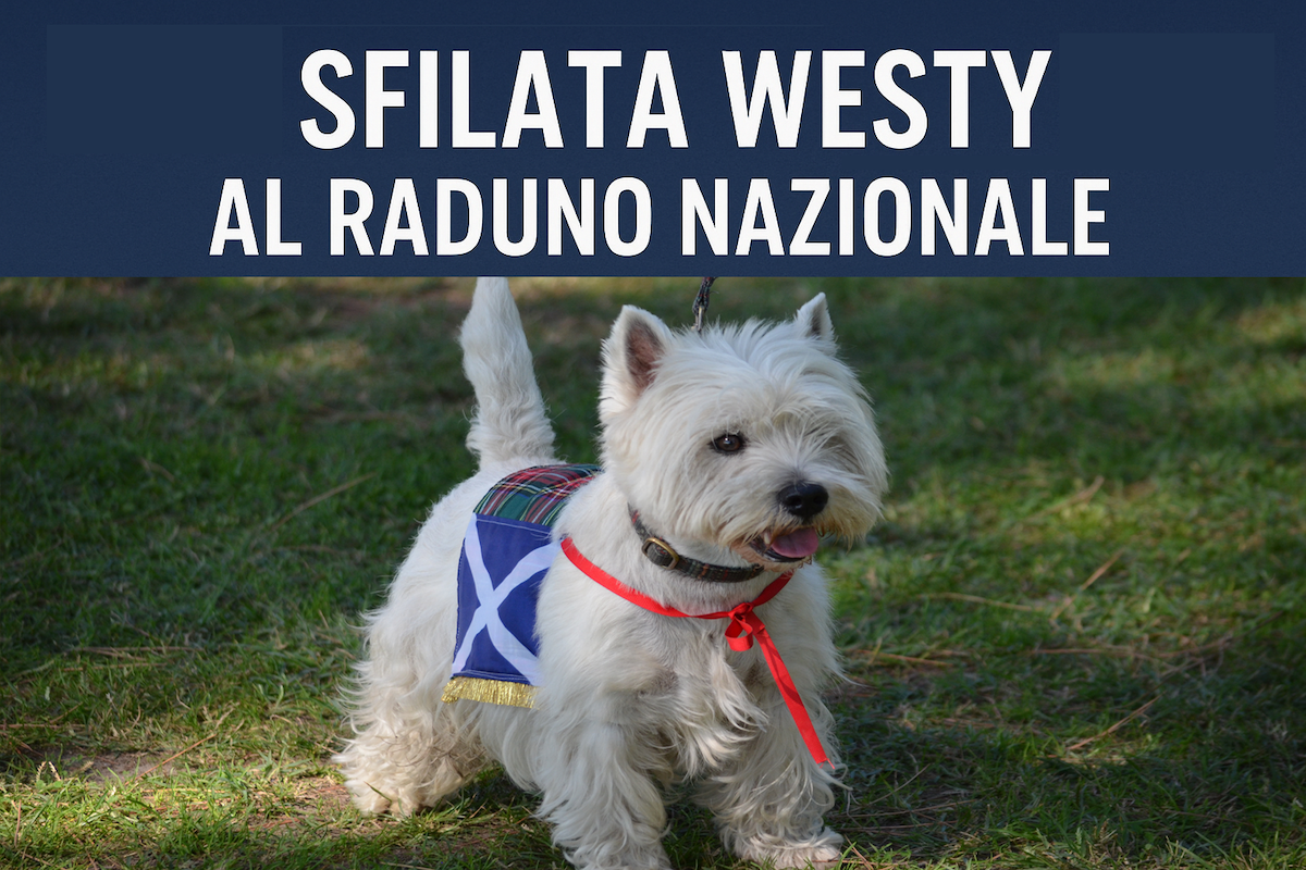 Sfilata della Domenica - Parte 1