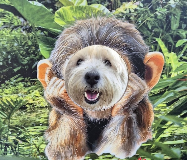 Raduno Westy