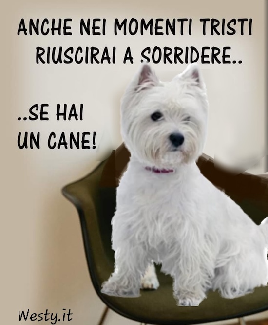 https://westy.it/varie/FRASI/GREG2025-04-16.jpg