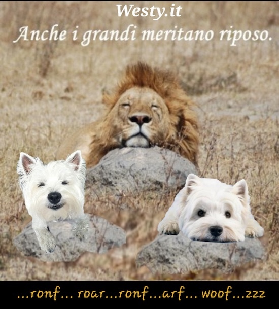 https://westy.it/varie/FRASI/GREG2025-08-06.jpg