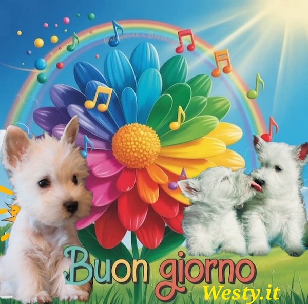 Buongiorno Westy