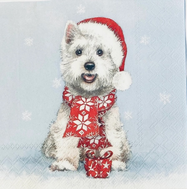 https://westy.it/varie/MissioneCanili2026/natale14.jpg