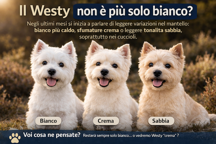https://westy.it/varie/WestyBianco.png