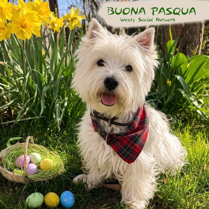 https://westy.it/varie/pasqua2026.jpg